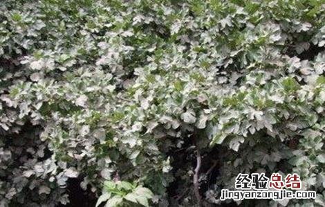 无花果安全越冬方法 无花果如何越冬?