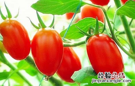 圣女果的栽培技术 圣女果高产的种植方法