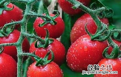 圣女果的栽培技术 圣女果高产的种植方法