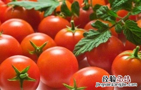 圣女果的栽培技术 圣女果高产的种植方法