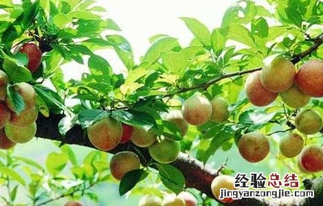李子树的日常养护和管理要点是什么 李子树的日常养护和管理要点