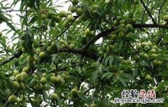 李子树的日常养护和管理要点是什么 李子树的日常养护和管理要点