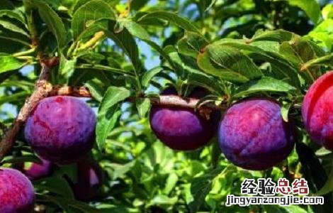 李子树的日常养护和管理要点是什么 李子树的日常养护和管理要点
