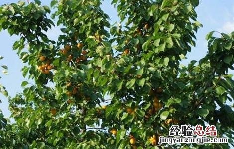 李子树的日常养护和管理要点是什么 李子树的日常养护和管理要点
