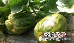 甜瓜怎么长得长 甜瓜怎么长得长的好看