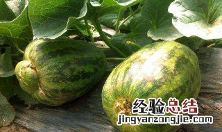 甜瓜怎么长得长 甜瓜怎么长得长的好看