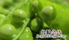 豌豆怎么冷冻保存才新鲜 新鲜豌豆如何冷冻保存