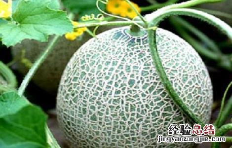 哈密瓜裂瓜的原因与防治方法 哈密瓜裂果的原因及防治