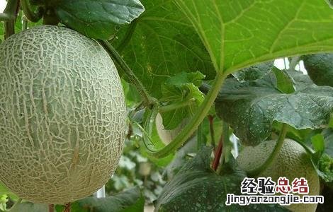 哈密瓜裂瓜的原因与防治方法 哈密瓜裂果的原因及防治