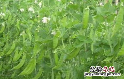 荷兰豆的种植方式和时间 荷兰豆的种植方式