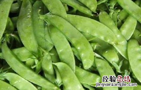 荷兰豆的种植方式和时间 荷兰豆的种植方式