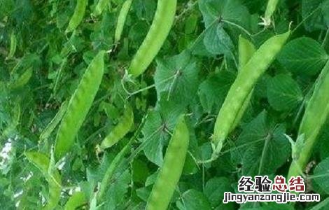 荷兰豆的种植方式和时间 荷兰豆的种植方式