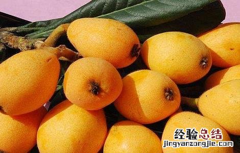 如何提高枇杷产量 如何管理枇杷才能得到高产