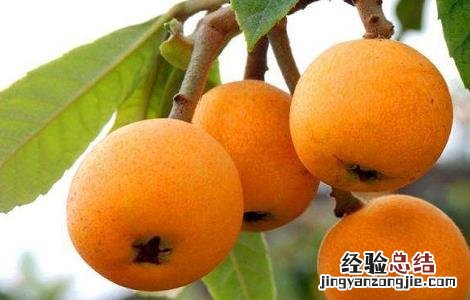 如何提高枇杷产量 如何管理枇杷才能得到高产