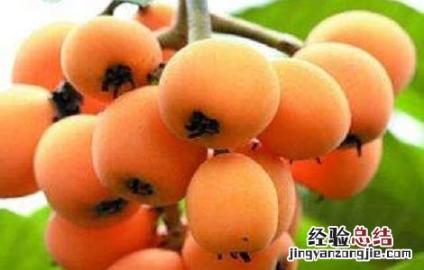 如何提高枇杷产量 如何管理枇杷才能得到高产