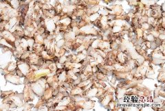 白及 白及白芨图片
