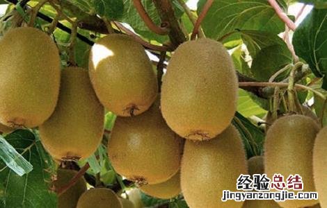 猕猴桃的种植技术 猕猴桃的种植技术与管理技术