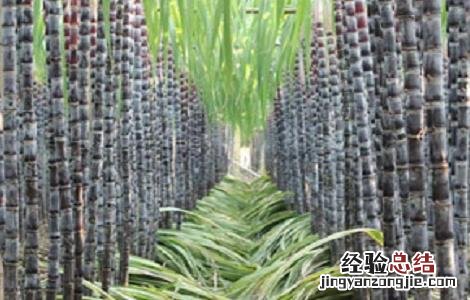 甘蔗种植的时间与注意事项 甘蔗的种植方法时间和管理