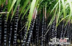甘蔗种植的时间与注意事项 甘蔗的种植方法时间和管理