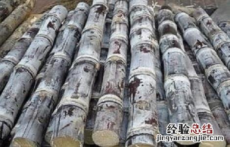 甘蔗种植的时间与注意事项 甘蔗的种植方法时间和管理