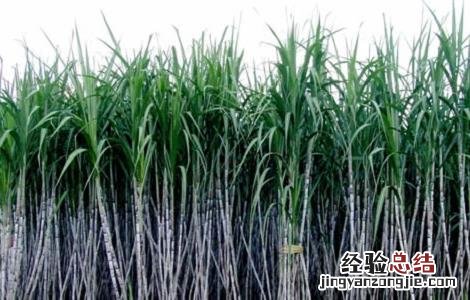 甘蔗种植的时间与注意事项 甘蔗的种植方法时间和管理