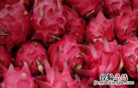 火龙果种植注意事项和禁忌 火龙果种植注意事项