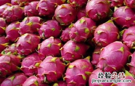 火龙果种植注意事项和禁忌 火龙果种植注意事项