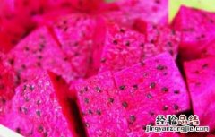 火龙果种植注意事项和禁忌 火龙果种植注意事项