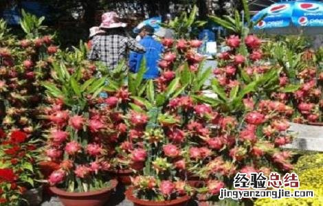 火龙果种植注意事项和禁忌 火龙果种植注意事项