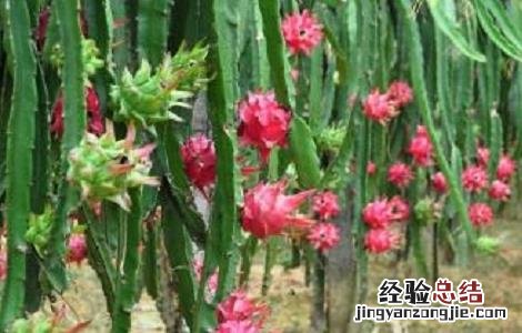 火龙果种植注意事项和禁忌 火龙果种植注意事项