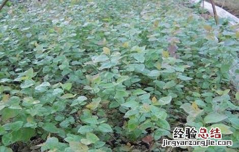 蓝莓怎么种植 蓝莓的种植方法和技术