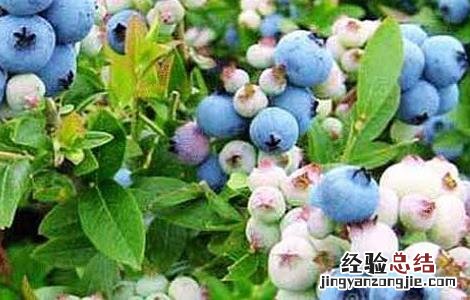 蓝莓怎么种植 蓝莓的种植方法和技术