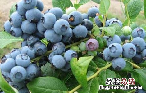 蓝莓怎么种植 蓝莓的种植方法和技术