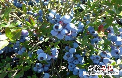 蓝莓怎么种植 蓝莓的种植方法和技术