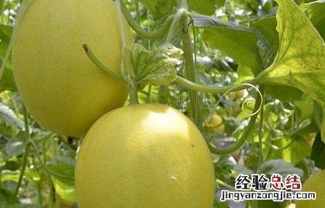 香瓜怎么种植 香瓜怎么种植结的瓜才多