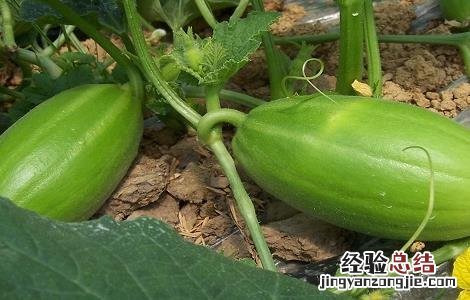 香瓜怎么种植 香瓜怎么种植结的瓜才多