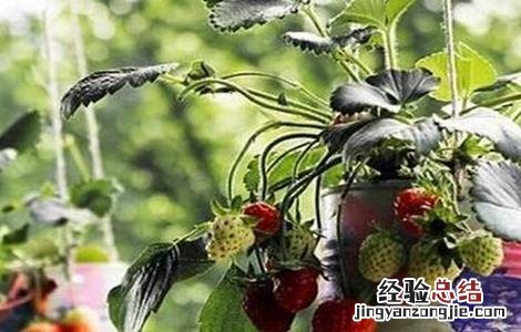 草莓不结果怎么办视频 草莓不结果怎么办