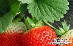 草莓不结果怎么办视频 草莓不结果怎么办