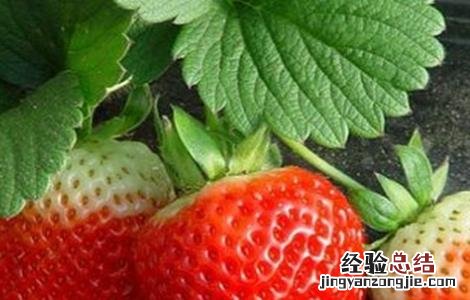 草莓不结果怎么办视频 草莓不结果怎么办