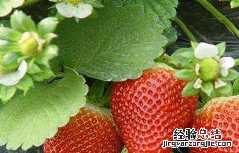 草莓不结果怎么办视频 草莓不结果怎么办