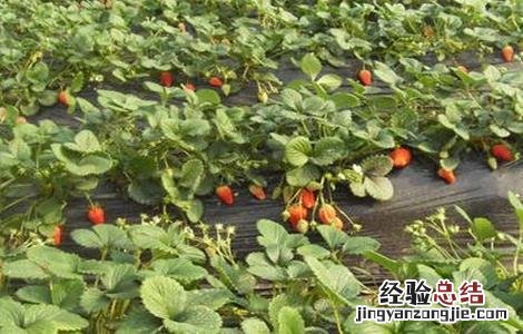 草莓不结果怎么办视频 草莓不结果怎么办