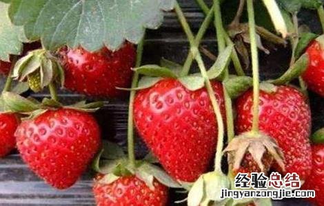 草莓不结果怎么办视频 草莓不结果怎么办