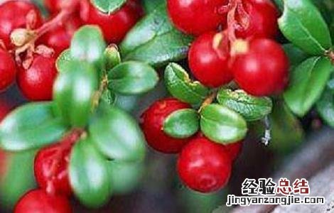 蔓越莓的种植技术与条件是什么 蔓越莓的种植技术与条件