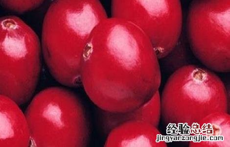 蔓越莓的种植技术与条件是什么 蔓越莓的种植技术与条件