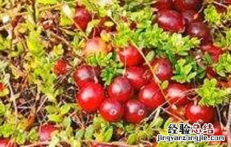 蔓越莓的种植技术与条件是什么 蔓越莓的种植技术与条件