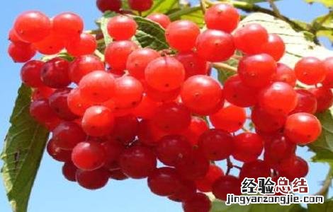 蔓越莓的种植技术与条件是什么 蔓越莓的种植技术与条件