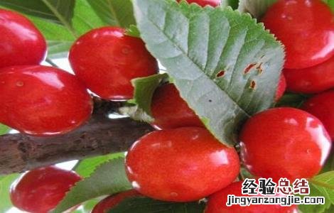 车厘子的栽培技术与管理 车厘子的栽培技术