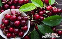 车厘子的栽培技术与管理 车厘子的栽培技术