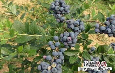 蓝莓种植一亩的成本 一亩蓝莓要投入多少成本