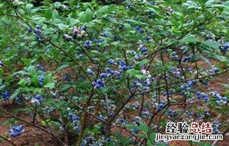 蓝莓种植一亩的成本 一亩蓝莓要投入多少成本